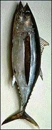 A picture of a tuna