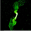 3C31 L Band Gradient