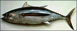 [TUNA]