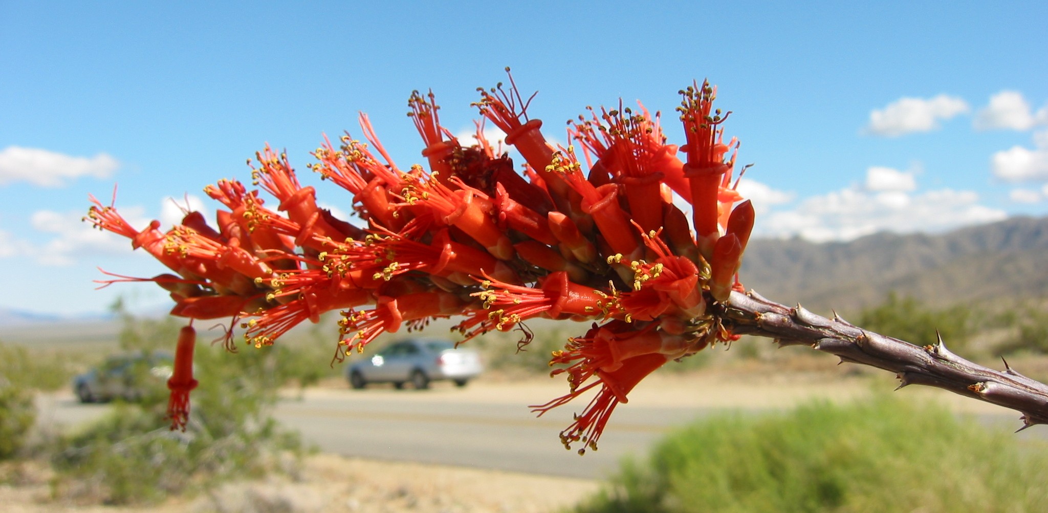 Ocotillo